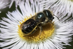 Osmia georgica