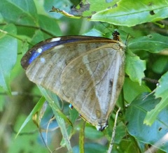 Morpho aega aega