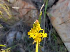 Bulbine latifolia