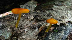 Pluteus admirabilis