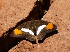 Adelpha falcipennis
