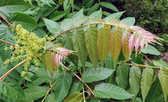 Ailanthus altissima