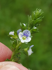Veronica serpyllifolia serpyllifolia