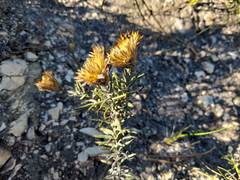 Helichrysum herbaceum