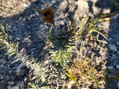 Helichrysum herbaceum
