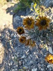 Helichrysum herbaceum