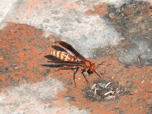 Polistes mexicanus