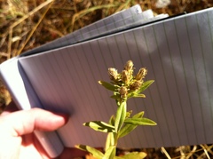 Sericocarpus rigidus