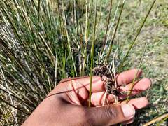 Juncus oxycarpus
