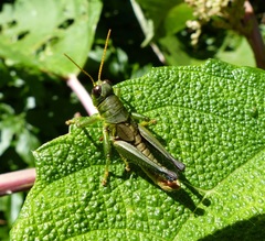 Dichromatos lilloanus