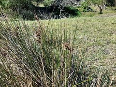 Juncus oxycarpus