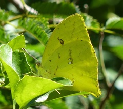 Phoebis neocypris neocypris