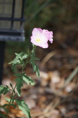 Oenothera speciosa