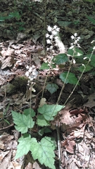 Tiarella wherryi