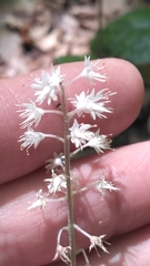Tiarella wherryi