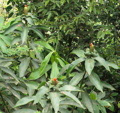 Costus weberbaueri