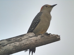 Melanerpes aurifrons