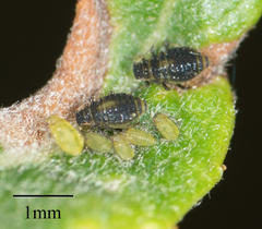 Chaitophorus