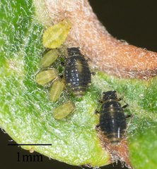 Chaitophorus