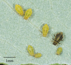 Chaitophorus