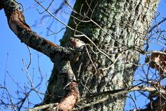 Fringilla coelebs
