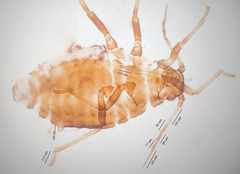 Chaitophorus