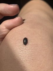 Agabus disintegratus