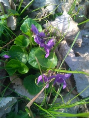Viola odorata