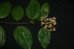 Miconia loreyoides