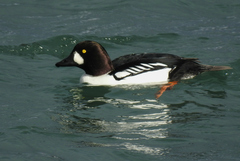 Bucephala clangula × islandica