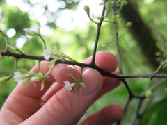 Epidendrum subnutans