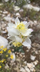 Thalictrum tuberosum