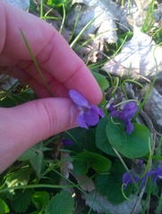 Viola odorata