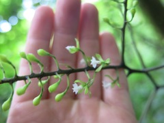 Epidendrum subnutans