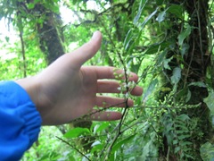 Epidendrum subnutans