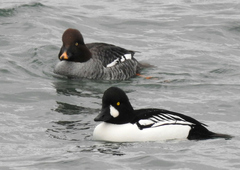 Bucephala clangula × islandica