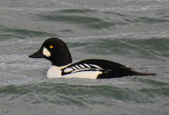 Bucephala clangula × islandica