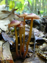 Mycena atkinsoniana