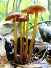 Mycena atkinsoniana