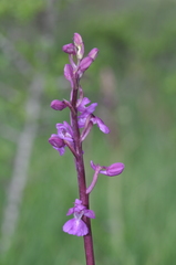 Orchis mascula laxifloriformis