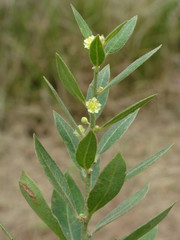 Clutia hirsuta