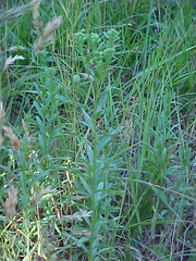 Sericocarpus rigidus