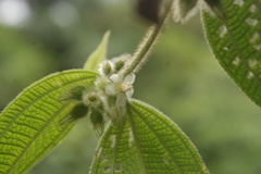 Miconia dentata