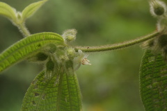 Miconia dentata