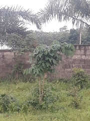 Tracheophyta