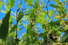Muehlenbeckia sagittifolia