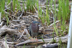 Butorides virescens