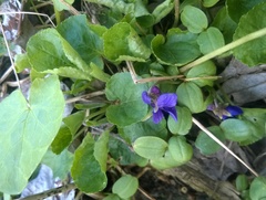 Viola odorata