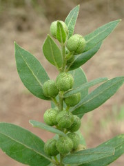 Clutia hirsuta