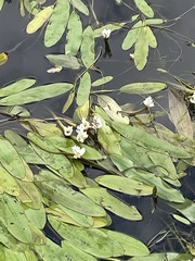 Aponogeton distachyos